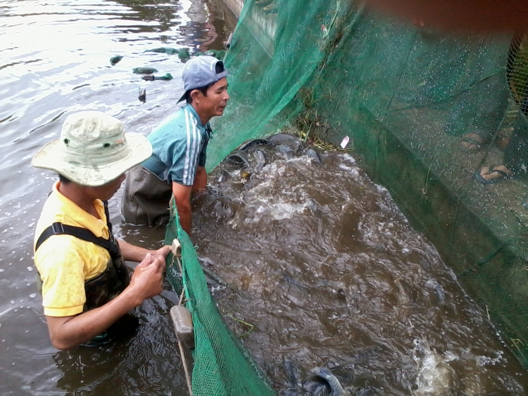 Người dân xã Ea Kao, TP. Buôn Ma Thuột thu hoạch cá