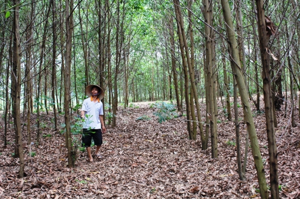 Chăm sóc rừng trồng ở xã Cư Cróa, huyện M’Đrắk.