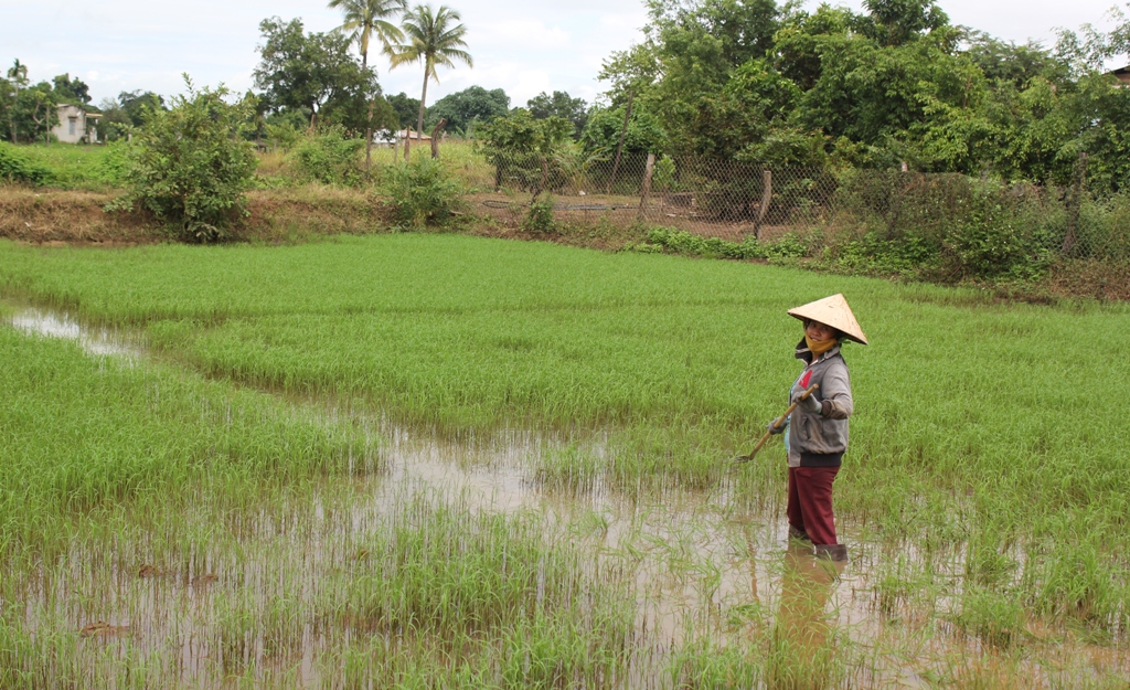 Người dân xã Ea Bung, huyện Ea Súp chăm sóc lúa hè thu
