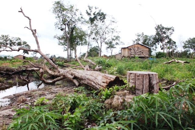 Nhiều diện tích rừng do Công Ty TNHH MTV Lâm nghiệp Chư Ma Lanh quản lý bị lấn chiếm, xâm canh trái phép