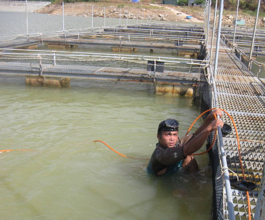 Kiểm tra cá tầm nuôi lồng tại hồ thủy điện Buôn Tuar Shar, huyện Lắk