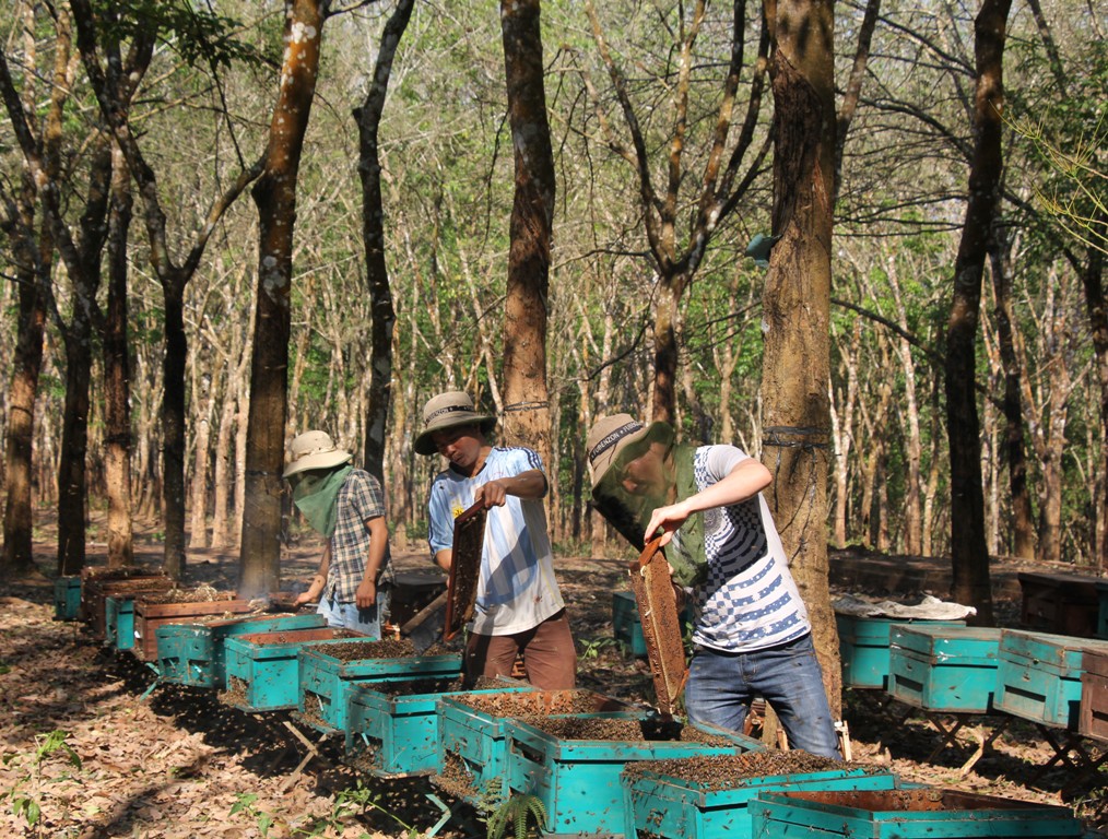 Mục tiêu của ngành nông nghiệp đến năm 2020, toàn tỉnh sẽ có 235.000 đàn ong mất. Trong ảnh: một trang trại nuôi nong tại xã Ea Tul, huyện Cư M'gar