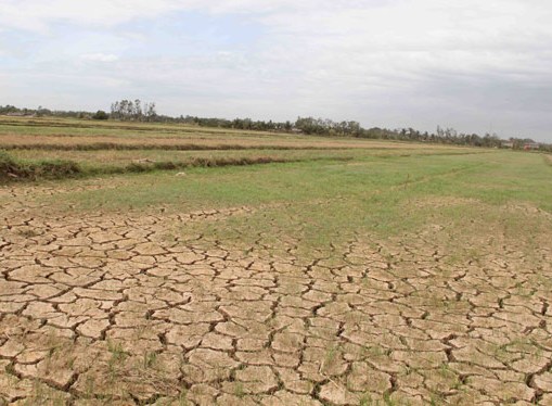 Nhiều diện tích lúa hè thu trên địa bàn huyện M'Đrắk bị hạn