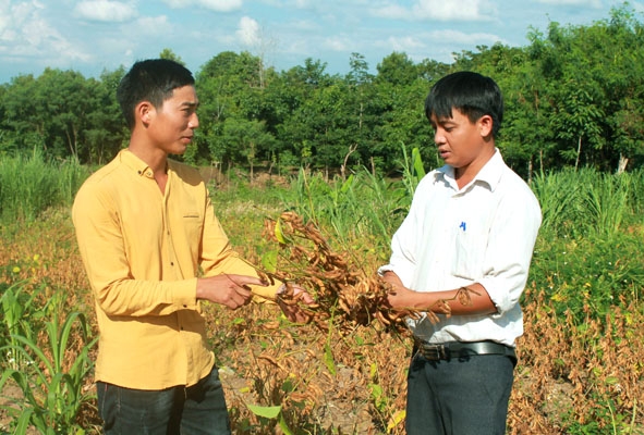 Cán bộ Trạm Khuyến nông huyện Ea Kar kiểm tra mô hình thử nghiệm trồng đậu tương tại gia đình anh Phạm Xuân Toàn  (thôn 6, xã Xuân Phú)