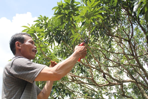 Ông Đinh Văn Đá (thôn 2, xã Ea Sô, huyện Ea Kar) đang chăm sóc vườn vải.
