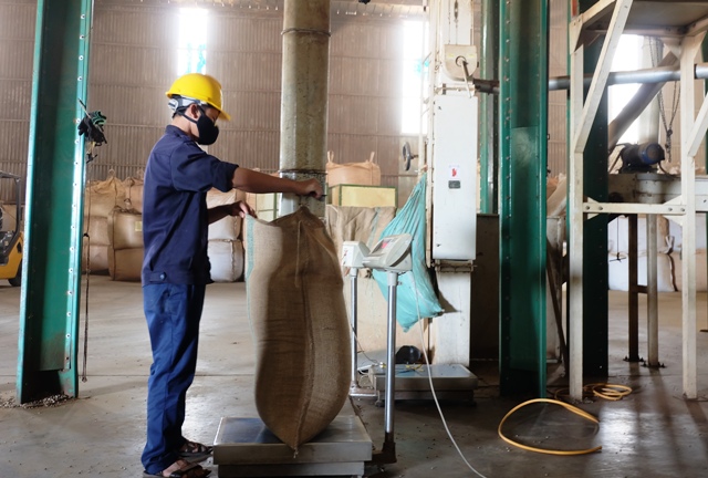 Lao động sản xuất tạ Nhà máy chế biến cà phê nhân xuất khẩu Intimex Buôn Ma Thuột