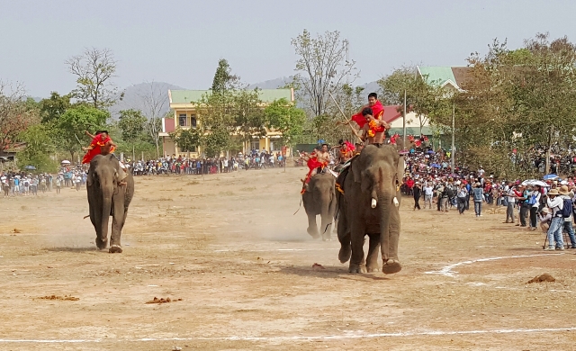 Họi đua voi được xem là một trong những chương trình hấp dẫn du khách cũng sẽ được tổ chức tại Lễ hội lần này