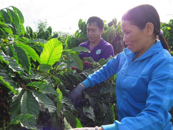            Người dân  thôn 8,  xã  Ea Kpam (huyện  Cư M’gar) chăm sóc vườn  cà phê  bền vững.