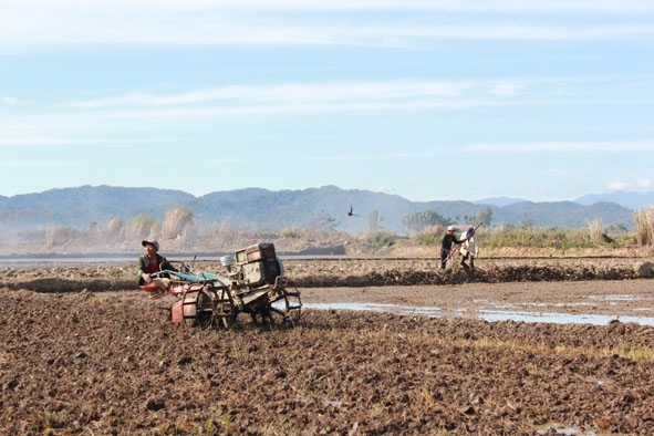 Cày đất gieo trồng tại hợp tác xã Thăng Bình, xã Quảng Điền, huyện Krông Ana.