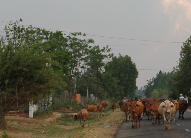 Đàn bò của người dân xã Yang Reh, huyện Krông Bông