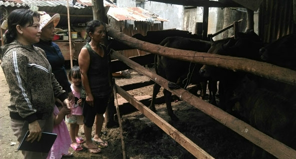 Cán bộ Hội Phụ nữ xã Cư Suê đến thăm mô hình chăn nuôi bò của bà H’Le Êcăm. 