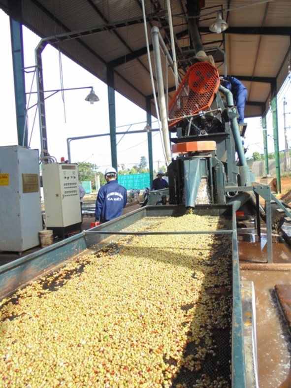 Dây chuyền chế biến cà phê ướt tại HTX dịch vụ Nông nghiệp Công Bằng  (xã Ea Kiết, Cư M'gar).