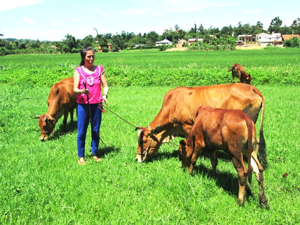 Chị Phạm Thị Hiên ở thôn Kim Phát, xã Hòa Hiệp (huyện Cư Kuin) phát triển đàn bò nhờ nguồn vốn vay do Hội Phụ nữ huyện tín chấp. 