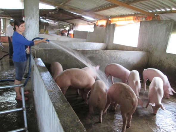 Nhờ sự hỗ trợ của  Hội Phụ nữ  huyện,  chị Nguyễn Thị Ngọc Phương (thôn Thành Công, xã Hòa Hiệp) đã phát triển chăn nuôi heo theo hướng trang trại. 
