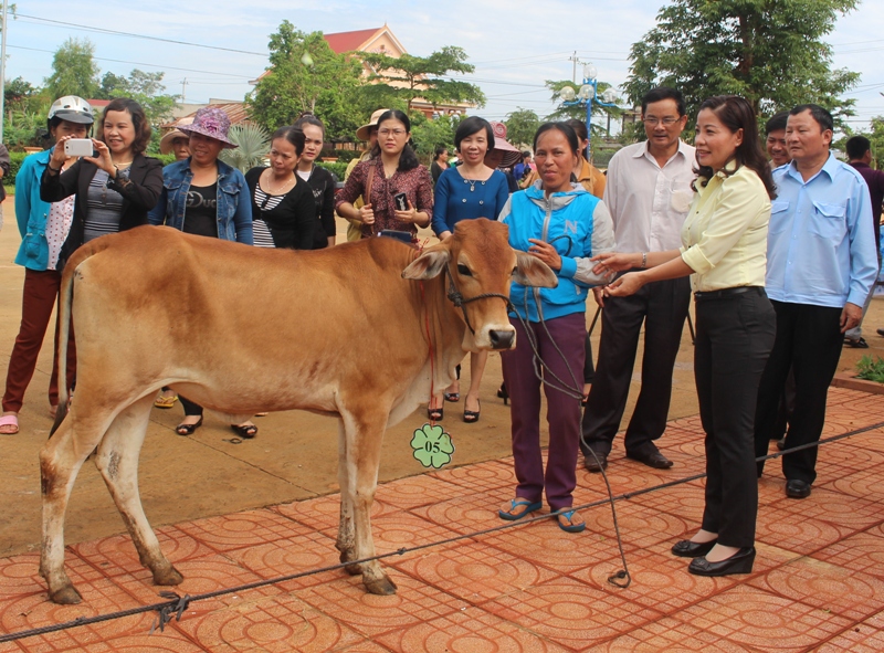 Chut tịch Hội LHPN tỉnh Nuyễn Thị Thu Nguyệt trao bò sinh sản cho phụ nữ nghèo tại thị xã Buôn Hồ