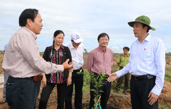 Ông Phan Văn Hương (bìa trái), chủ Doanh nghiệp Tư nhân Phan Thuấn giới thiệu mô hình nông lâm kết hợp bằng trồng tếch và quýt với Phó Bí thư Tỉnh ủy,  Chủ tịch UBND tỉnh Phạm Ngọc Nghị (bìa phải).   