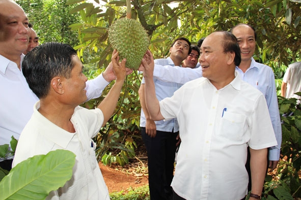 Thủ tướng Nguyễn Xuân Phúc tham quan mô hình sản xuất nông nghiệp đa cây ở thôn 2, xã Ea Tu, TP. Buôn Ma Thuột.  Ảnh: H. Gia