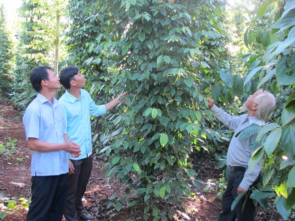 Mô hình trang trại trồng xen hồ tiêu, bơ trong vườn cà phê của gia đình ông Nguyễn Bá Phước (thôn Tiến Đạt, xã Quảng Tiến, huyện Cư M’gar). 