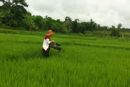 Cánh đồng lúa mẫu lớn Hòa Bình, xã Bình Thuận (thị xã Buôn Hồ) đã góp phần thay đổi nhận thức, tư duy sản xuất nông nghiệp của người dân.