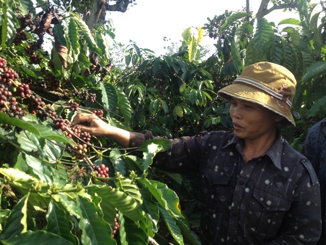 Nông dân huyện Cư M'gar đang khẩn trương thu hoạch cà phê.