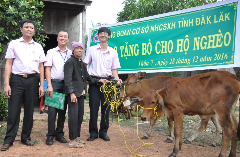 Đại diện NHCSXH trao cặp bò sinh sản cho hộ bà Hứa Thị Nìn