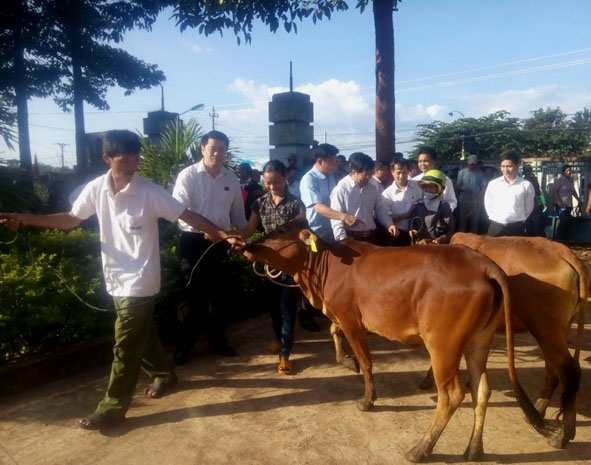 Ngân hàng Vietcombank Đắk Lắk trao bò tặng các hộ dân. 