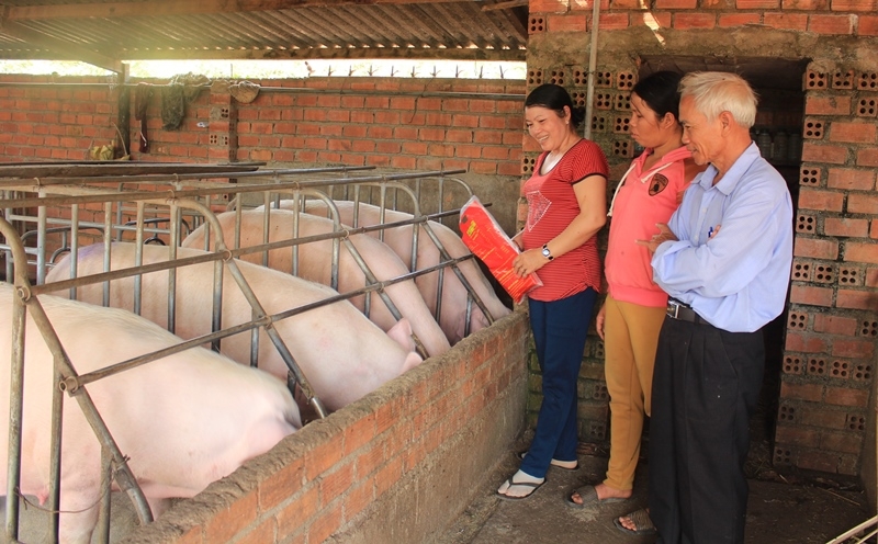 Mô hình chăn nuôi heo thương phẩm của hội viên nông dân xã Hòa Phú