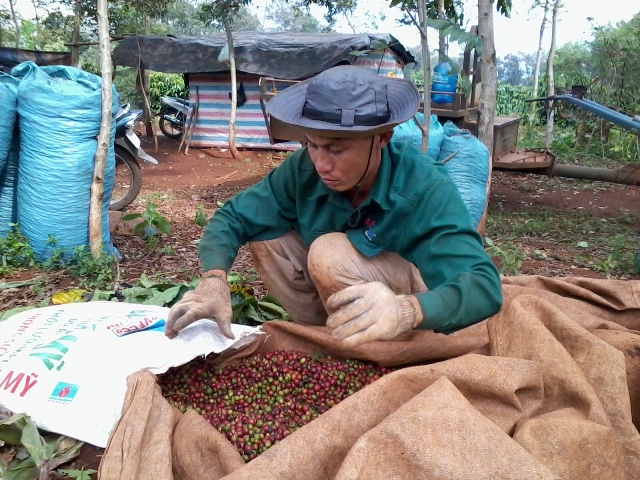 Nông dân huyện Cư M'gar thu hoạch cà phê