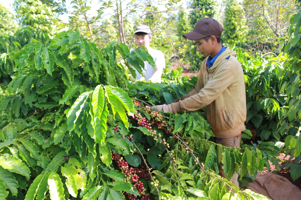 Nông dân xã Ea Kao, TP. Buôn Ma Thuột thu hoạch cà phê