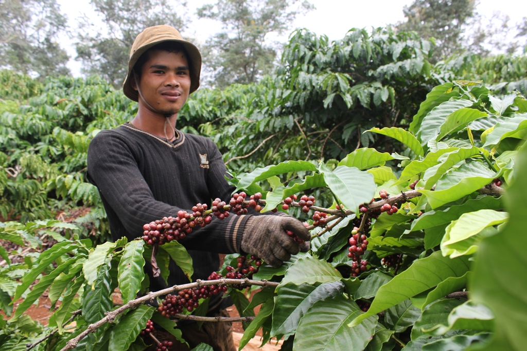 Nông dân huyện Krông Pắc thu hoạch cà phê