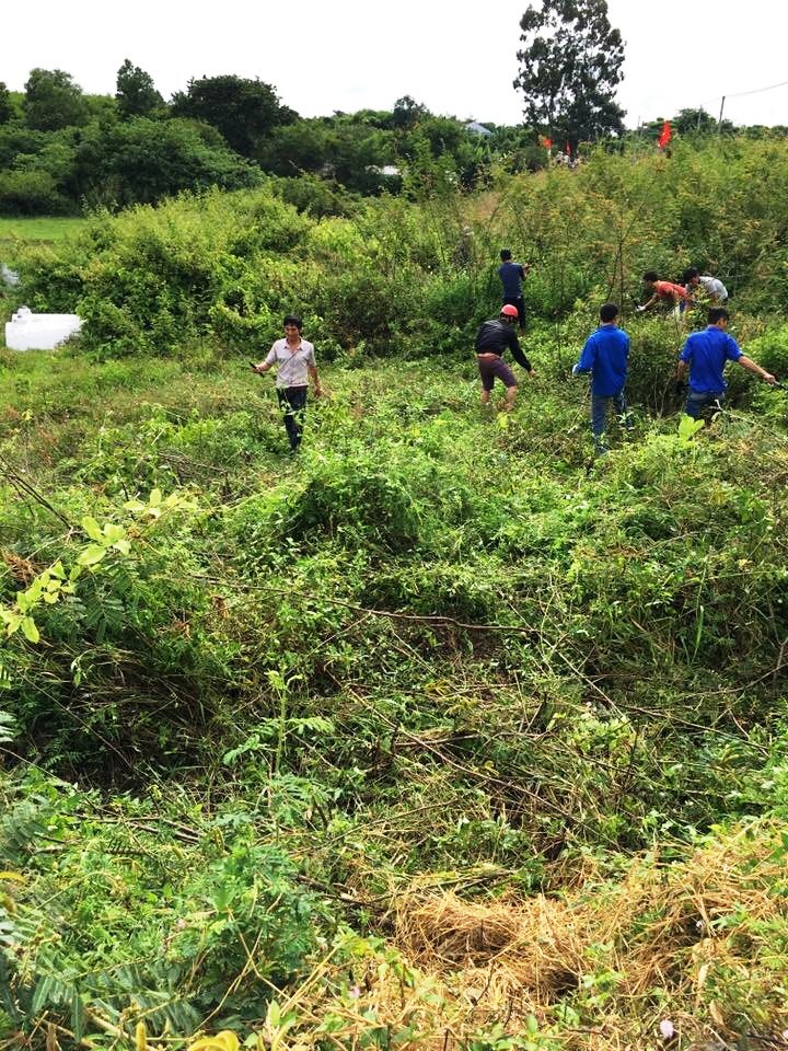 Phát động chặt phá cây mai dương ở huyện Ea Kar.