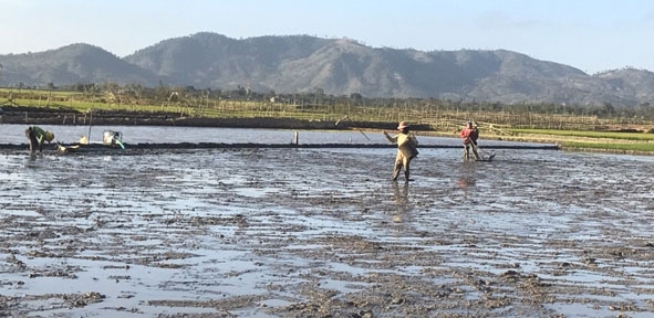 Nông dân xã Buôn Triết đang sạ lại diện tích lúa bị thiệt hại do ngập lụt. 