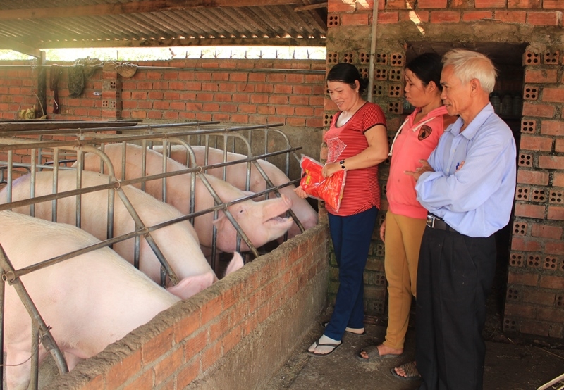Mô hình chăn nuôi heo thương phẩm của nông dân xã Hòa Phú (TP. Buôn Ma Thuột)