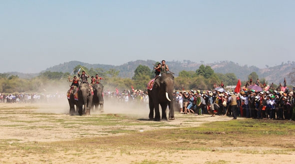Lễ hội đua voi tại huyện Lắk trong khuôn khổ Lễ hội Cà phê Buôn Ma Thuột lần thứ 5-2015 thu hút nhiều du khách trong nước và quốc tế. 