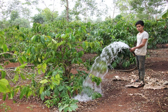 Nông dân xã Hòa Xuân, TP. Buôn Ma Thuột tưới đuổi đợt 1 cho cây cà phê. 