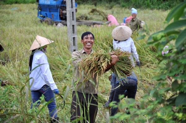 Thu hoạch lúa tại huyện Ea Súp, một trong những vùng khó khăn của tỉnh Đắk Lắk