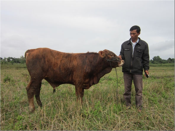Bò lai Red Angus được lai tạo từ Chương trình thụ tinh nhân tạo bò tại huyện Ea Kar. 
