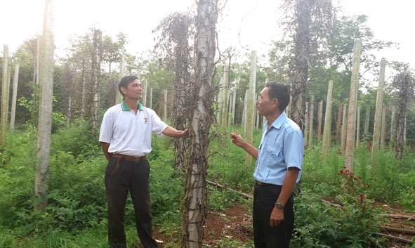             Cán bộ khuyến nông cơ sở kiểm tra vườn tiêu của gia đình anh Phạm Ngọc Hưng.   Ảnh:  M.Quyền