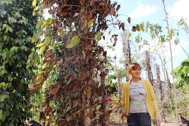 Vườn tiêu nhà chị Đinh Thị Hậu ở xã Ea Dăh (huyện Krông Năng) chết gần hết chỉ còn lại vài cây.