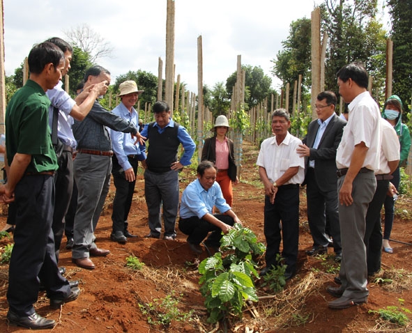 Đại diện các tỉnh Tây Nguyên tham quan mô hình sản xuất cà phê bền vững tại Đắk Lắk.  