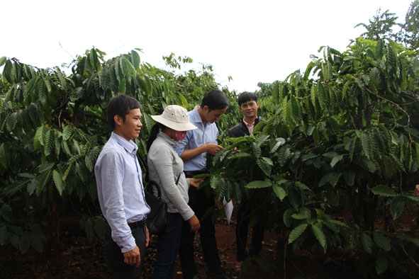 Một mô hình sản xuất cà phê bền vững tại huyện Cư M’gar. 