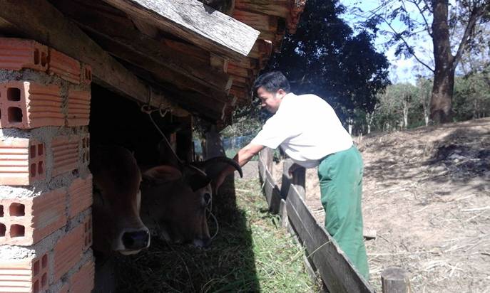 Anh Đinh Vũ Tám đang chăm sóc đàn bò của gia đình. 