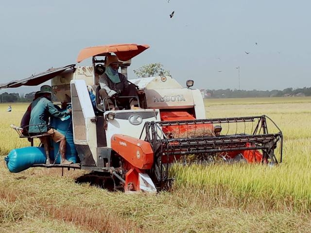 Nông dân đang thu hoạch lúa tại cánh đồng thôn 1, xã Ea Lê.
