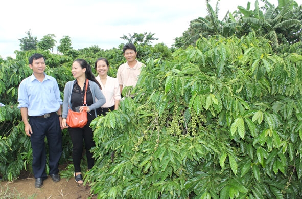 Mô hình sản xuất cà phê bền vững ở huyện Cư M'gar.
