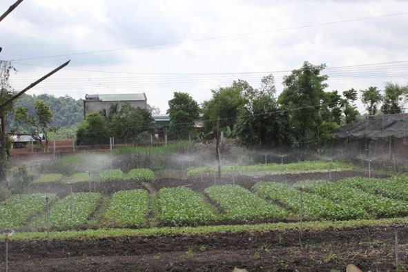 Vườn rau lắp đặt hệ thống tưới nước phun mưa tại HTX nông nghiệp và dịch vụ Toàn Thịnh (thị trấn Ea Pốk, huyện Cư M'gar).  