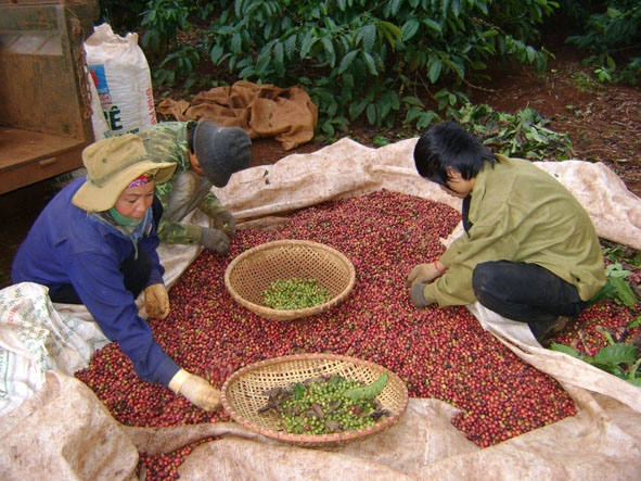 Công nhân Công ty TNHH MTV Cà phê Thắng Lợi (huyện Krông Pắc) thu hoạch cà phê. 