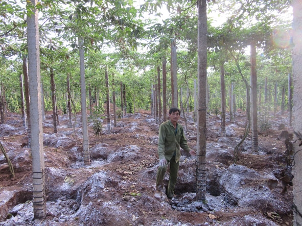 Vườn tiêu của ông Nguyễn Văn Huy, thôn Đoàn Kết, xã Ea Tân (Krông Năng) bị nhiễm bệnh chết.