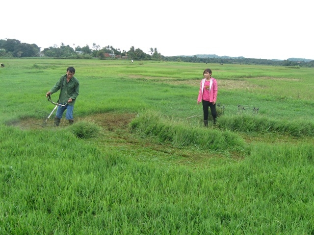 Nông dân xã Hòa Sơn chuyển đổi các diện tích lúa kém năng suất sang trồng cỏ nuôi bò.
