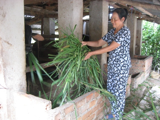 Việc chăn nuôi bò nhốt thâm canh, vỗ béo mang lại hiệu quả kinh tế cao cho nông dân Hòa Sơn.