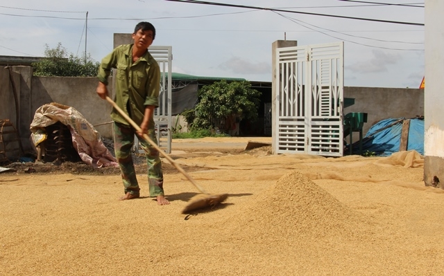 Nông dân thị trấn Buôn Trấp, huyện Krông Ana sơ chế lúa đông xuân 2016-2017